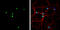 NK2 Homeobox 2 antibody, GTX133219, GeneTex, Immunofluorescence image 