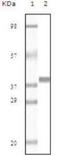 Myoglobin antibody, NB110-89456, Novus Biologicals, Western Blot image 