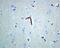 Basigin (Ok Blood Group) antibody, GTX62657, GeneTex, Immunohistochemistry paraffin image 