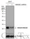 High Mobility Group Box 1 antibody, GTX127972, GeneTex, Western Blot image 