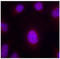 Cycb antibody, LS-C335941, Lifespan Biosciences, Immunofluorescence image 