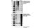 Threonine antibody, 9386S, Cell Signaling Technology, Western Blot image 