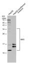 Insulin Like Growth Factor 2 antibody, PA5-78019, Invitrogen Antibodies, Western Blot image 