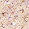 Synuclein Alpha antibody, NBP1-26380, Novus Biologicals, Immunohistochemistry paraffin image 