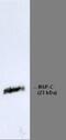 Reticulon-1 antibody, NBP1-97673, Novus Biologicals, Western Blot image 