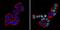 Caudal Type Homeobox 2 antibody, MA5-14494, Invitrogen Antibodies, Immunofluorescence image 