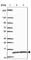 Ubiquitin-like protein FUBI antibody, HPA059015, Atlas Antibodies, Western Blot image 