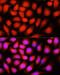 DnaJ Heat Shock Protein Family (Hsp40) Member B14 antibody, 19-516, ProSci, Immunofluorescence image 