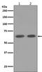 Protein Kinase AMP-Activated Catalytic Subunit Alpha 1 antibody, M00994, Boster Biological Technology, Western Blot image 