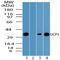 Uncoupling Protein 3 antibody, TA337012, Origene, Western Blot image 