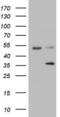 Galectin 9 antibody, LS-B14832, Lifespan Biosciences, Western Blot image 