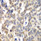 Poly(A)-Specific Ribonuclease antibody, 19-242, ProSci, Immunohistochemistry frozen image 