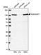 RAB3 GTPase Activating Protein Catalytic Subunit 1 antibody, PA5-56952, Invitrogen Antibodies, Western Blot image 