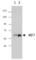 Interferon Regulatory Factor 7 antibody, 656002, BioLegend, Western Blot image 