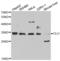 Clusterin antibody, abx001253, Abbexa, Western Blot image 