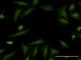 Histatin 3 antibody, H00003347-M01, Novus Biologicals, Immunofluorescence image 