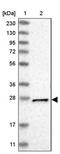 Metaxin 2 antibody, PA5-56777, Invitrogen Antibodies, Western Blot image 