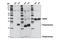 Phospholamban antibody, 8495S, Cell Signaling Technology, Western Blot image 