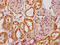 Solute Carrier Family 6 Member 19 antibody, LS-C681386, Lifespan Biosciences, Immunohistochemistry paraffin image 
