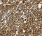 Transcription factor SOX-13 antibody, MBS2519403, MyBioSource, Immunohistochemistry frozen image 