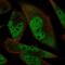 RNA Binding Motif Protein 24 antibody, HPA066927, Atlas Antibodies, Immunofluorescence image 