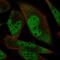 RNA Binding Motif Protein 24 antibody, HPA066927, Atlas Antibodies, Immunofluorescence image 