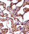 Wnt Family Member 3A antibody, 57-844, ProSci, Immunohistochemistry paraffin image 