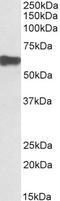 Myotilin antibody, LS-C186558, Lifespan Biosciences, Western Blot image 