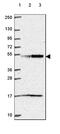 Ubiquitin Like Modifier Activating Enzyme 3 antibody, HPA065335, Atlas Antibodies, Western Blot image 