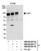 Ubiquitin Specific Peptidase 1 antibody, NB100-88118, Novus Biologicals, Immunoprecipitation image 