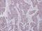 Cyclin Dependent Kinase 7 antibody, PA5-34791, Invitrogen Antibodies, Immunohistochemistry frozen image 