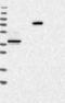 Proline Dehydrogenase 1 antibody, NBP1-92288, Novus Biologicals, Western Blot image 