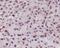 RNA Binding Fox-1 Homolog 3 antibody, M11954, Boster Biological Technology, Immunohistochemistry frozen image 