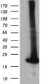 RNA Polymerase II Subunit H antibody, TA810781, Origene, Western Blot image 
