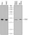 Kynurenine Aminotransferase 1 antibody, AF7817, R&D Systems, Western Blot image 