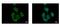 Ras Homolog Family Member C antibody, PA5-77866, Invitrogen Antibodies, Immunofluorescence image 