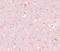 CXXC Finger Protein 4 antibody, A13072, Boster Biological Technology, Immunohistochemistry paraffin image 