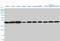 SPT3 Homolog, SAGA And STAGA Complex Component antibody, LS-C198569, Lifespan Biosciences, Western Blot image 