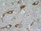 Synaptojanin 1 antibody, 24677-1-AP, Proteintech Group, Immunohistochemistry paraffin image 