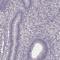 Small Integral Membrane Protein 24 antibody, HPA056027, Atlas Antibodies, Immunohistochemistry frozen image 