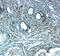 Leucine-rich repeat-containing protein 26 antibody, A09062, Boster Biological Technology, Immunohistochemistry frozen image 