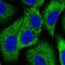 WNK1 antibody, NBP2-58438, Novus Biologicals, Immunocytochemistry image 