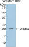 Histidine protein kinase NDKB antibody, LS-C295661, Lifespan Biosciences, Western Blot image 