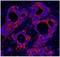 PBX Homeobox Interacting Protein 1 antibody, NB100-81652, Novus Biologicals, Immunofluorescence image 