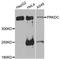 Protein Kinase, DNA-Activated, Catalytic Subunit antibody, STJ110027, St John