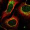 Mitochondrial Translational Initiation Factor 2 antibody, HPA061422, Atlas Antibodies, Immunocytochemistry image 