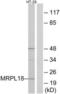 Mitochondrial Ribosomal Protein L18 antibody, LS-C119626, Lifespan Biosciences, Western Blot image 