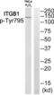 Integrin Subunit Beta 1 antibody, abx012725, Abbexa, Western Blot image 