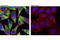 Eukaryotic Translation Initiation Factor 3 Subunit J antibody, 8161S, Cell Signaling Technology, Immunocytochemistry image 