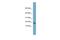 FANCD2 Opposite Strand antibody, PA5-69927, Invitrogen Antibodies, Western Blot image 